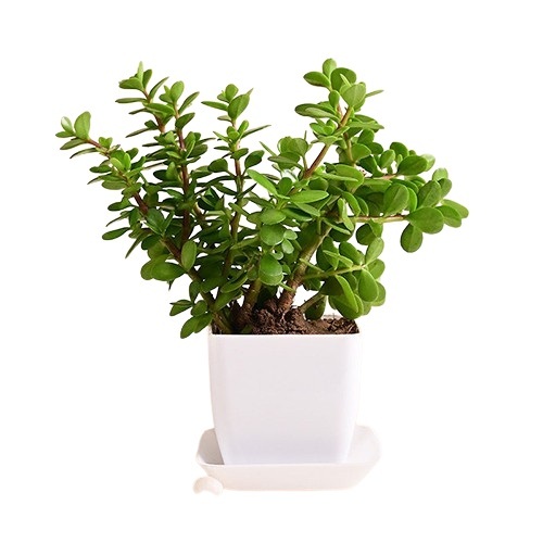 Live Jade Plant In Blossom White Pot for Indoor and Outdoor Use