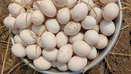 Fresh And Natural Hatching Duck Egg