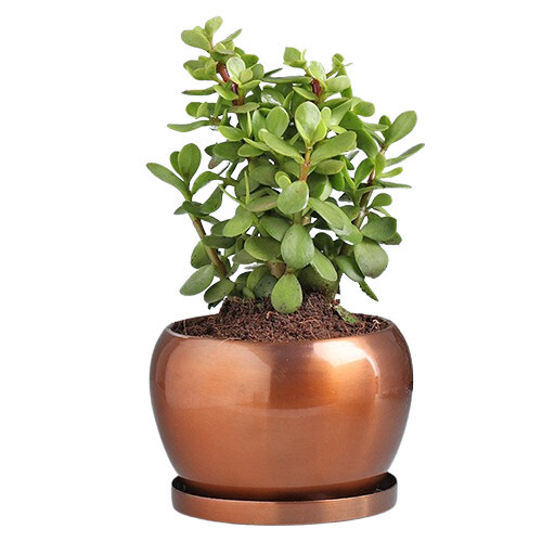 Elegant Jade Plant In Copper Orchid Metal Pot