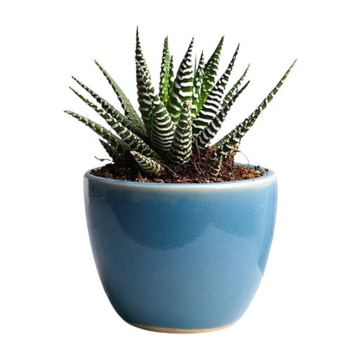 Howarthia Serenity Plant In Blue Pot - Ceramic Pot 3.5 Inches Indoor Succulent 3-4 Inches Tall 2 Month Shelf Life
