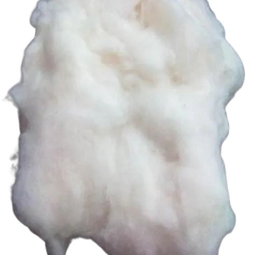 Cotton Fibre