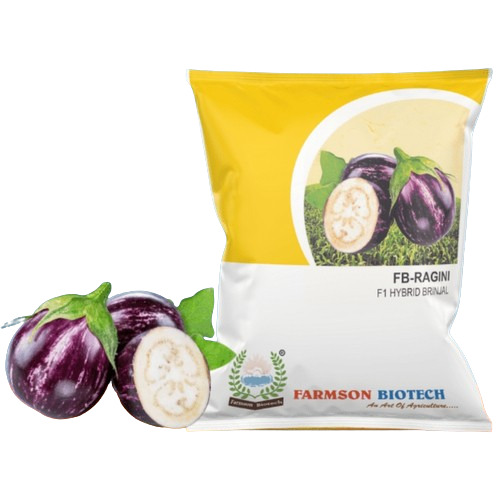 -RAGINI F1 HYBRID BRINJAL (EGG PLANT) SEEDS 10 GRAM PACK