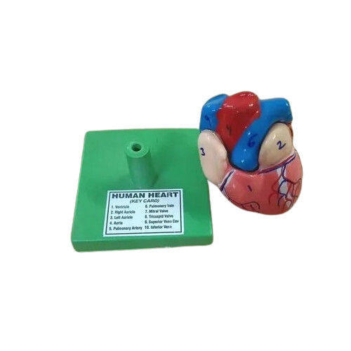 Fibre Glass Human Heart Model