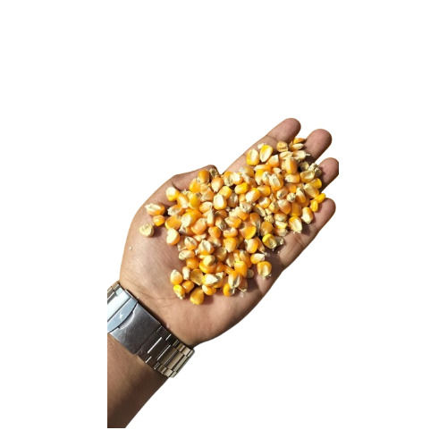 Organic Maize Seeds