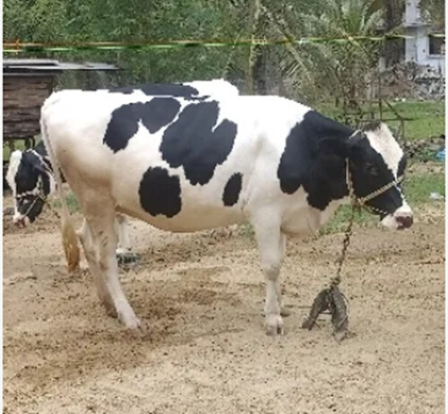स्वस्थ और रोग मुक्त HF गायें