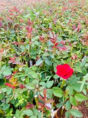 Dutch Roses - 1 Feet Bud Size Red White & Pink Varieties | Ideal Decorative Roses for Various Occasions