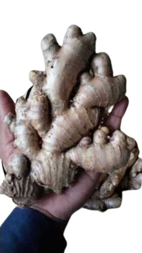 Fresh Ginger