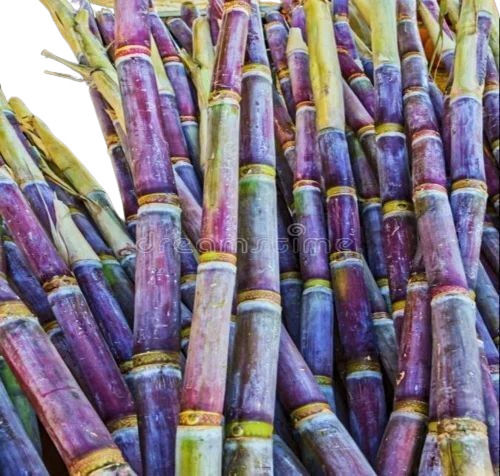 Fresh Sugarcane 