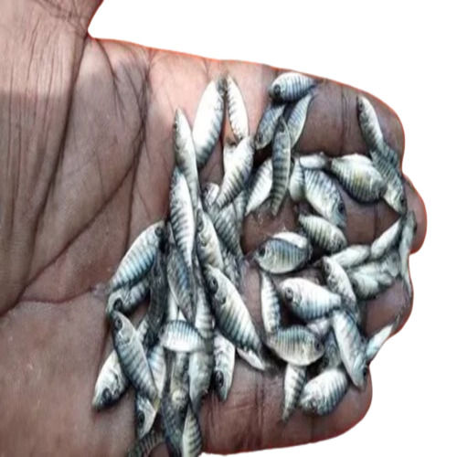 Tilapia Fish Seed