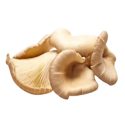 Earthy Flavor Dry Oyster Mushroom