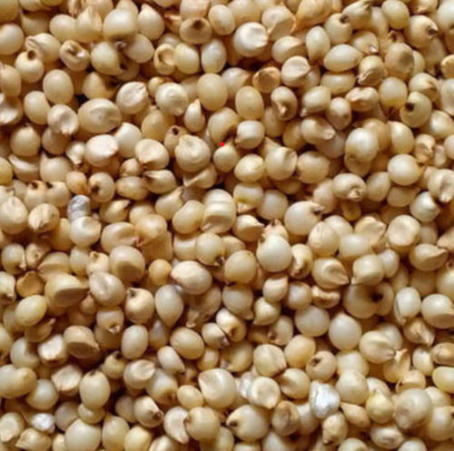 Sorghum {Jowari}