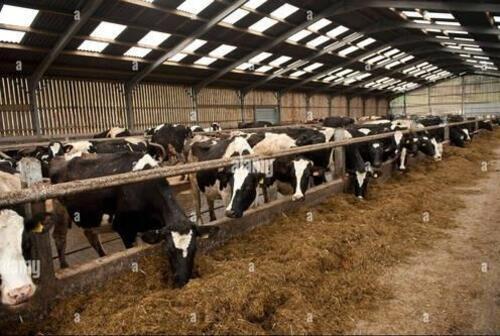 Cattle Farming Shed - Color: Black