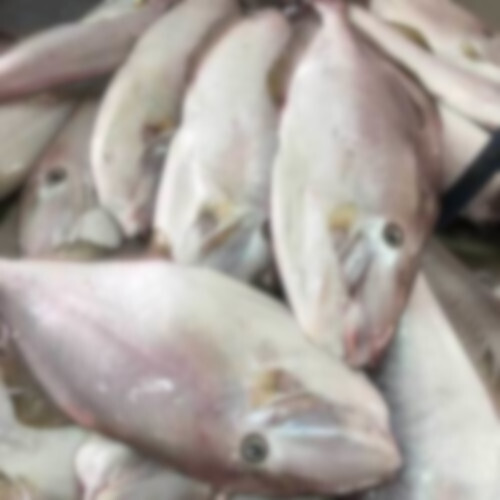 FROZEN LEATHER JACKET FISH