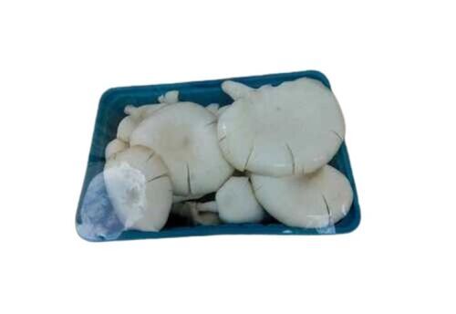 Oyster Mushroom - Color: White