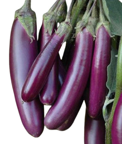 Fresh Brinjal - 100% Pure Vegetable Very Good Quality Elongate Shape Chopped Processing Cool & Dry Storage Shelf Life: 15 Days Cooked Style