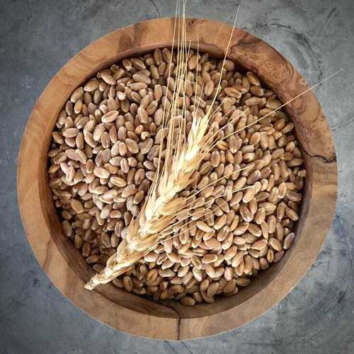 Wheat {Gahu}