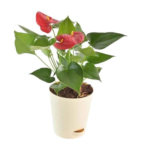 Anthurium Red Plant - Color: All