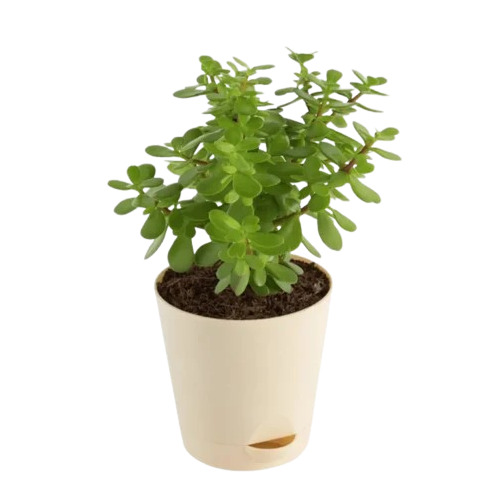 Jade Indoor Plant - 3-Years Well Watered, Decorative Green Crassula Ovata - Indoor Botanical Variety, Well Drained Soil