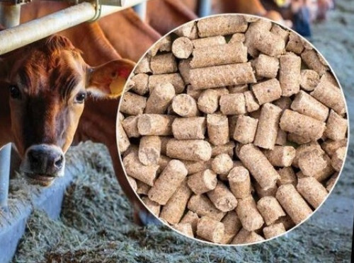 Cattle Feed - Organic Dried Granule Agent Natural Processed Anti-Fatigue Promotes Growth Good for Animal Health Main Source of Carbohydrates and Crude Fibre