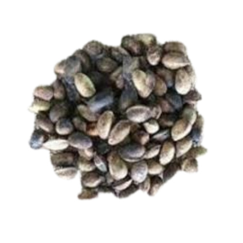 Shea Nut - Solid Form | Healthy and Nutritious Food Grade Fresh Edible Product