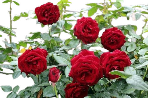 Rose Flower  - Color: Red