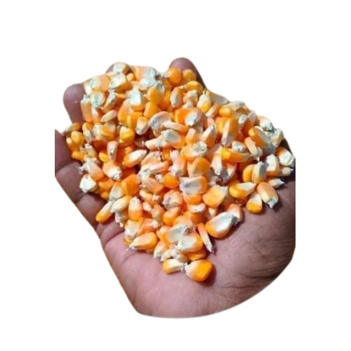Yellow Maize - Smooth Texture, Sun Dried Process - Premium Quality with Timely Delivery