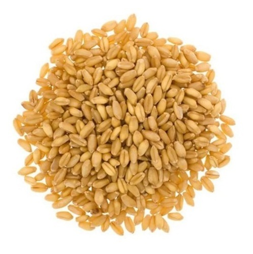 Lokwan Wheat - Premium Granular, Nutrient Enriched, Pesticide-Free, Healthy, Rich In Protein, Beige Color, 100% Purity