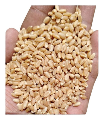Sharbati Wheat - Premium Nutrient Enriched Granular Shape, Healthy, Pesticide-Free, Preservative-Free, Rich In Vitamins And Proteins