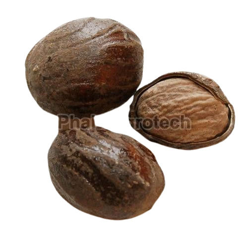 Shelled Nutmeg - Color: Brown