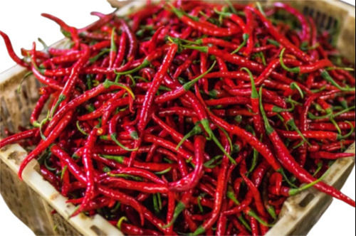 Dried Red Chilli - Grade: Teja