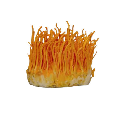 Cordyceps Militaris Mushroom - Dried Style, Orange Color | Boosts Energy, Supports Immune Health, Enhances Respiratory Function, Promotes Healthy Aging, Rich in Antioxidants