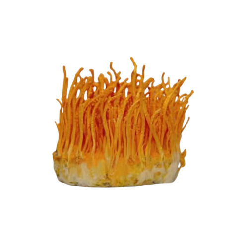 Organic Cordyceps Miltaris Mushroom