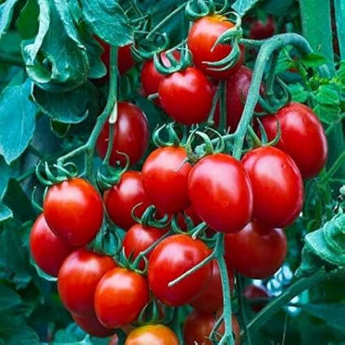 Red Tomatoes - Preserving Compound: Cool & Dry Places