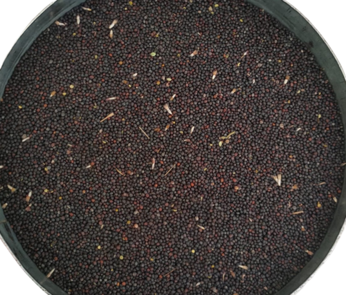 Rapeseeds - Efficacy: Promote Nutrition