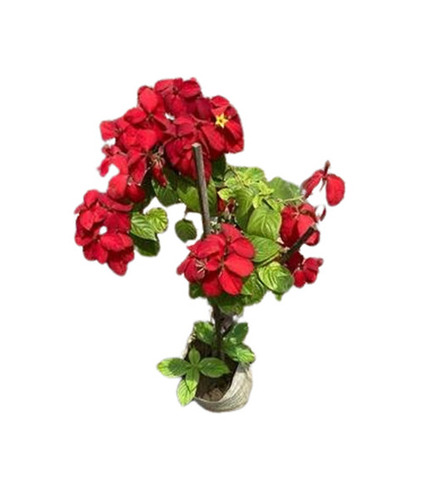 Flowering Plant - 2 Feet Tall, Red & Green Stems | Eco-Friendly, Superior Quality, Well-Drained Soil, Full Sun Exposure, Insect Resistant