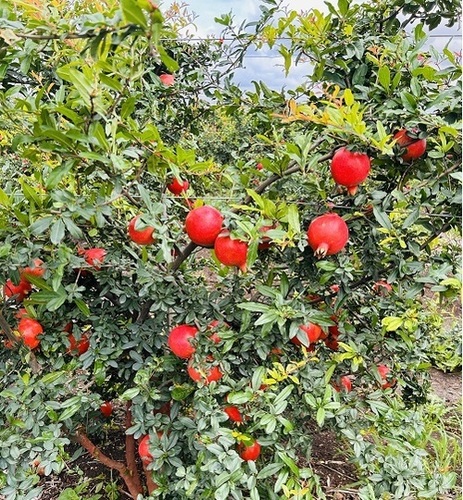 Pomegranates - Alcohol Content (%): 0%