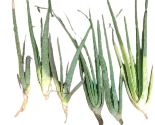 Aloe Vera Plants - Product Type: Herbal Product