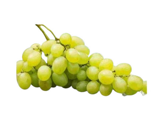 Grapes - Color: Green