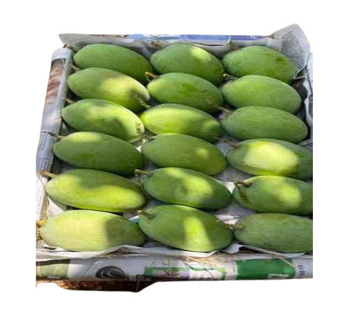 Green Mango - Cultivation Type: Greenhouse