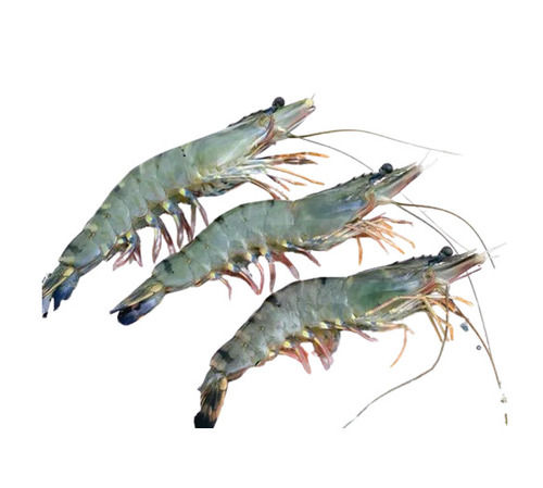 Fresh Tiger Prawn - Product Type: No