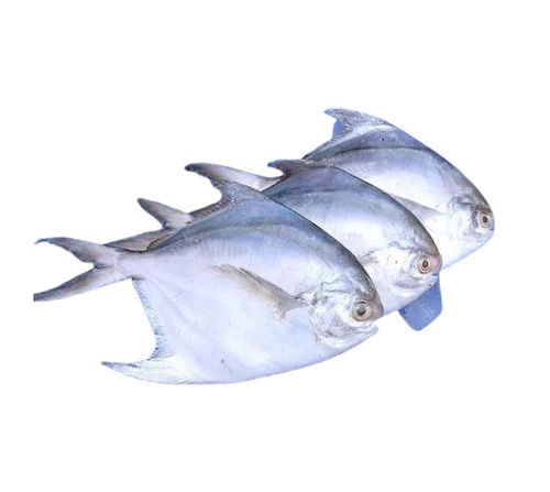 Pomfret Fish - Product Type: No