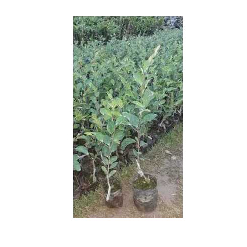 Apple Plant - Grafted Variety, Green Color | Plantation Style, Well Drained Soil, Well Watered Necessities