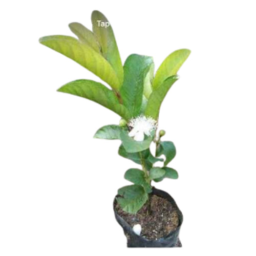 Guava Plants - Grafted Variety | Green Well-Drained Soil Well Watered Ideal for Plantation Style Growing