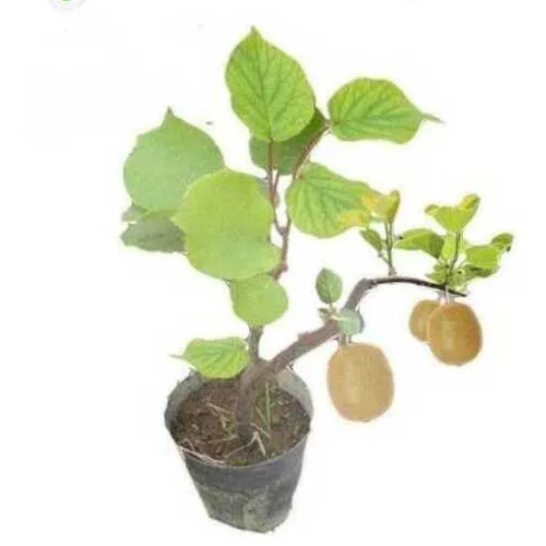 Kiwi Fruit Plants - Organic Green Kiwi Breed Big Sweet Whole Fruit | Requires Well Drained Soil Open Air Cultivation Well Watered Care