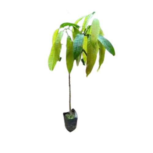 Mango Grafted Plant - Well Drained Soil