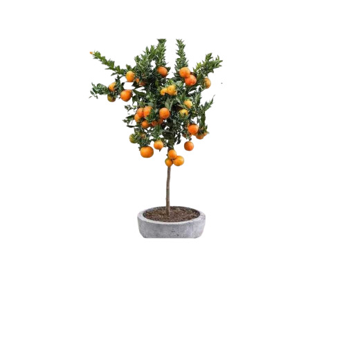 Orange Plant - Well Watered, Well Drained Soil | Sweet Orange Variety, Green Color, Sweet Taste, Ideal for Plantation Style