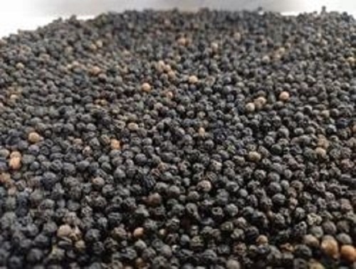 Black Pepper Seeds - Grade: A