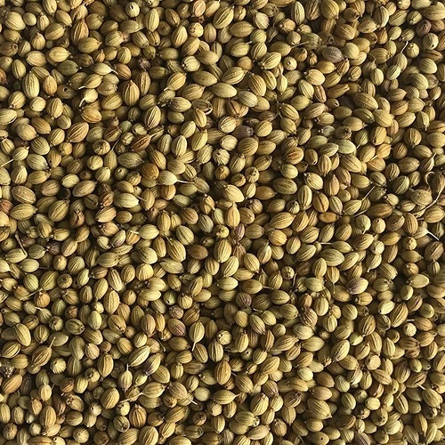 Coriander Seed - Color: Yellow