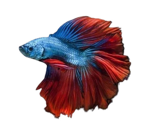 Betta Fish - Shape: Piece