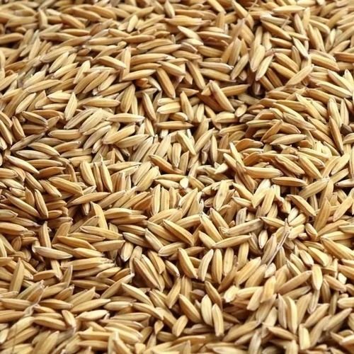 Organic Paddy Rice - Broken (%): 5